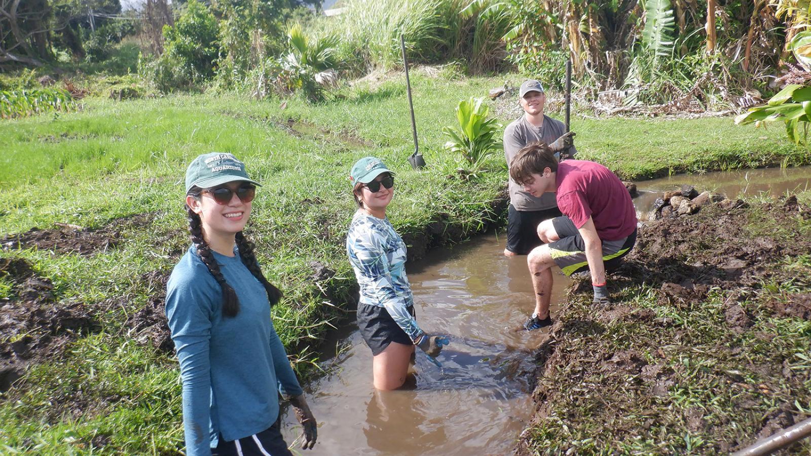 Students working on a Hawaiian fishpond