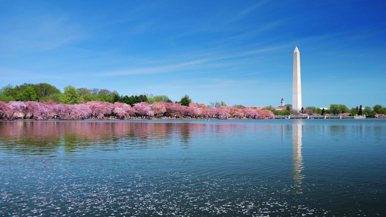 photo of cherry blossom trees and the washington monument
