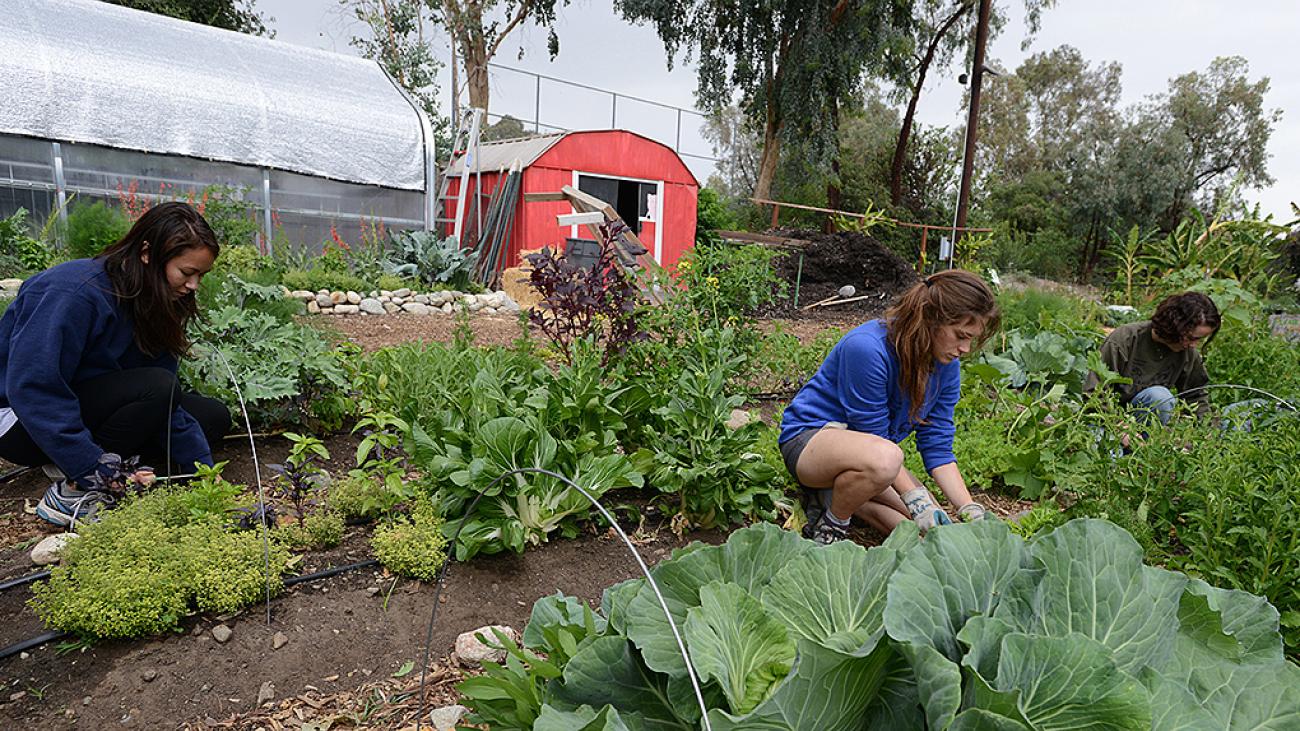 Students working at the Pomona College Organic Farm